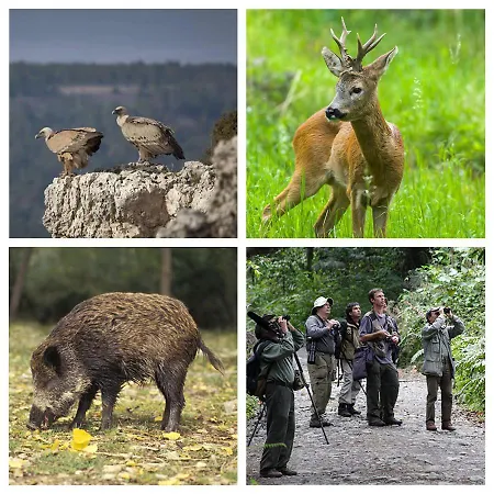 Apartamento Merindades Amazul Corzo - Turístico -